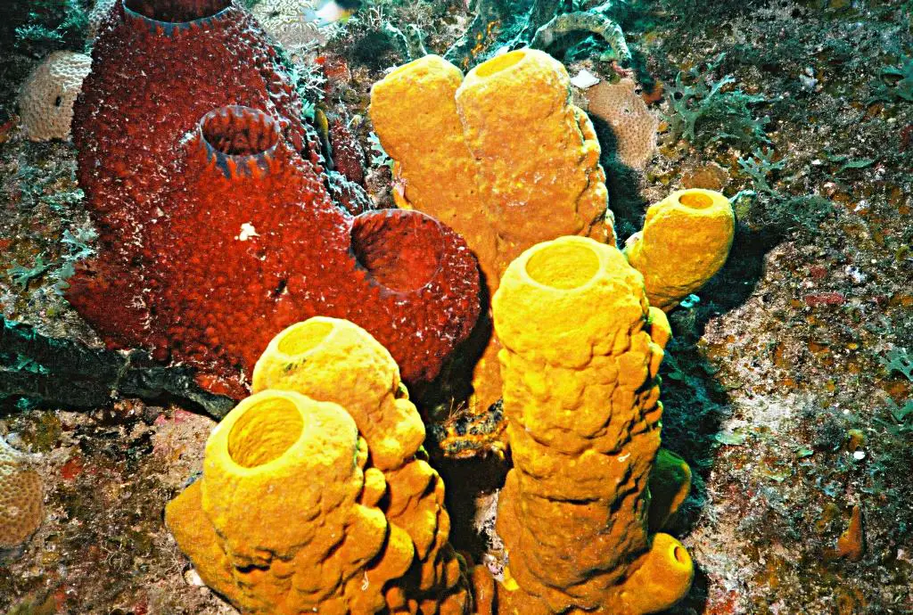 Esponja Spunita Clasica